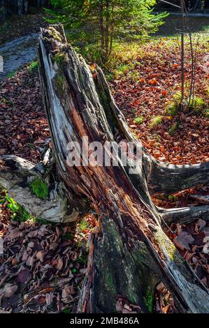 Gebrochener Baumstumpf, verwesendes Holz, Jachenau, Bayern, Deutschland Stockfoto