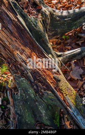 Gebrochener Baumstumpf, verwesendes Holz, Jachenau, Bayern, Deutschland Stockfoto