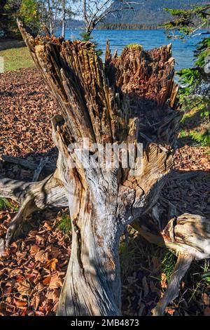 Gebrochener Baumstumpf, verwesendes Holz, Jachenau, Walchensee, Bayern, Deutschland Stockfoto