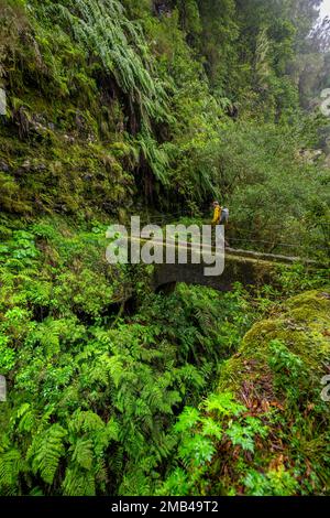 Wanderer auf einer Brücke über eine kleine Schlucht, in dicht überwuchertem Wald mit Farnen, Levada do Caldeirao Verde, Parque Florestal das Queimadas, Madeira Stockfoto