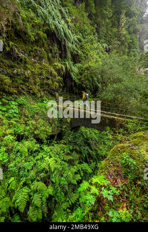 Wanderer auf einer Brücke über eine kleine Schlucht, in dicht überwuchertem Wald mit Farnen, Levada do Caldeirao Verde, Parque Florestal das Queimadas, Madeira Stockfoto