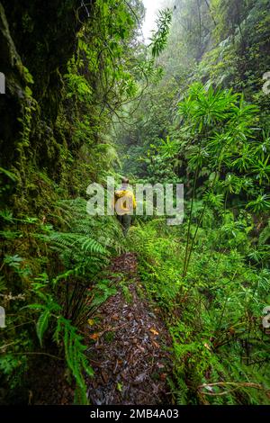 Wanderer auf einem schmalen Fußweg, in dicht überwucherten Wäldern mit Farnen, Levada do Caldeirao Verde, Parque Florestal das Queimadas, Madeira, Portugal Stockfoto