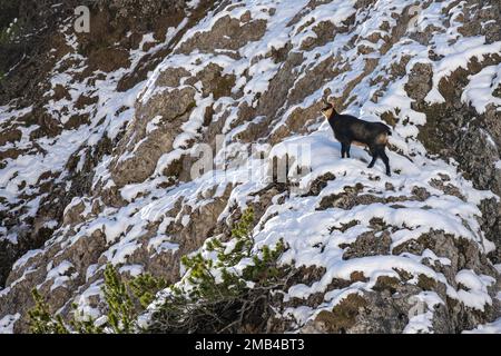 Chamois (Rupicapra rupicapra) im Winter, Ammergaualpen, Bayern, Deutschland Stockfoto