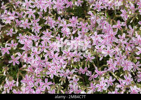 Candy Stripe Phlox (Phlox subulata) im Frühling, Quebec, Kanada Stockfoto