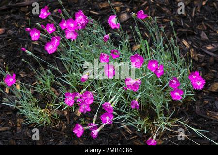 Feuerwitsch Nelken (Dianthus gratianapolitanus) Blumen im Frühling, Quebec, Kanada Stockfoto