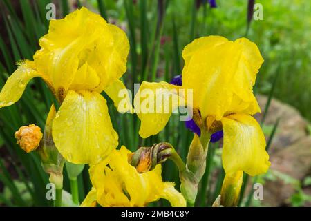 Iris mit gelbem Bart (Iris x germanica) im Frühling, Quebec, Kanada Stockfoto