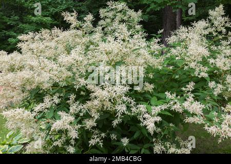 Weißer Fleeceflower (Persicaria polymorpha) im Sommer, Quebec, Kanada Stockfoto