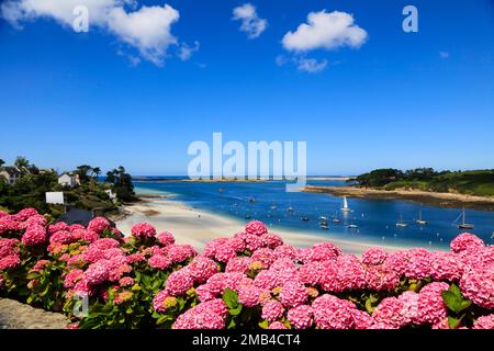 Mündung des Aber Benoit in den Atlantik, Strand Plage de Beniguet, Hortensien, Saint-Pabu, Communaute de communes du Pays des Abers, Departement Stockfoto