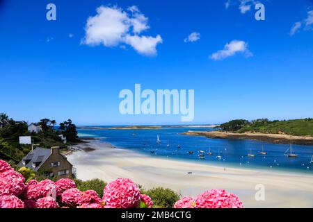 Mündung des Aber Benoit in den Atlantik, Strand Plage de Beniguet, Hortensien, Saint-Pabu, Communaute de communes du Pays des Abers, Departement Stockfoto