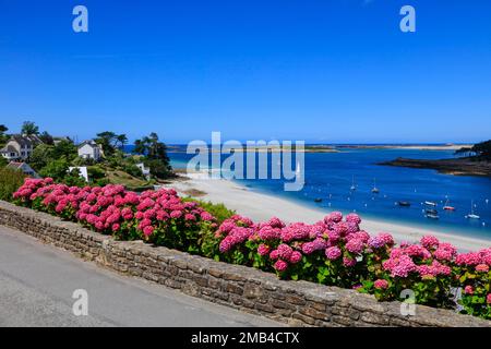 Mündung des Aber Benoit in den Atlantik, Strand Plage de Beniguet, Hortensien, Saint-Pabu, Communaute de communes du Pays des Abers, Departement Stockfoto