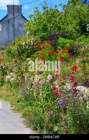 Blütenmeer in einem Garten am Quai du Stellach in Aber Benoit, Saint-Pabu, Communaute de communes du Pays des Abers, Departement Finistere Stockfoto