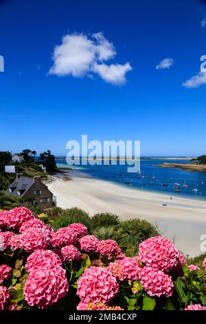 Mündung des Aber Benoit in den Atlantik, Strand Plage de Beniguet, Hortensien, Saint-Pabu, Communaute de communes du Pays des Abers, Departement Stockfoto