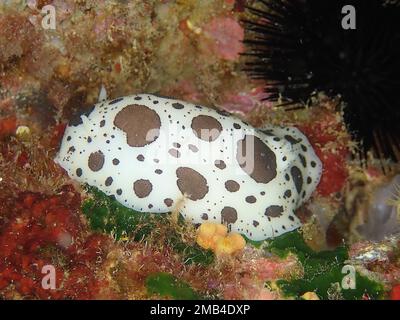 Leopardenschnecke (Peltodoris atromaculata) Tauchplatz Marine Reserve Cap de Creus, Rosas, Costa Brava, Spanien, Mittelmeer Stockfoto