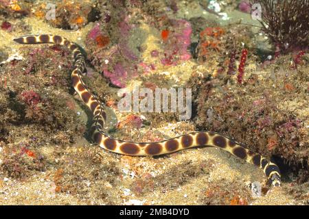 Gefleckter Schlangenaal (Myrichthys maculosus), Schlangenaal. Aliwal Shoal Dive Site, Umkomaas, KwaZulu Natal, Südafrika Stockfoto