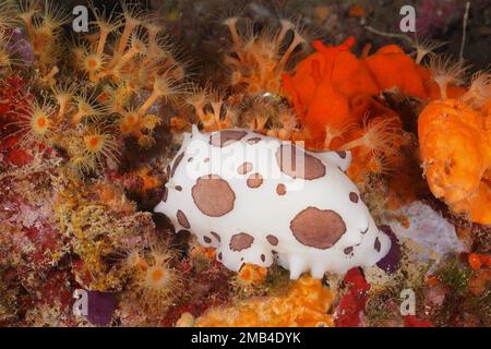 Leopardenschnecke (Peltodoris atromaculata) Tauchplatz Marine Reserve Cap de Creus, Rosas, Costa Brava, Spanien, Mittelmeer Stockfoto