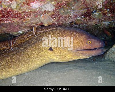 Gelbkeimmoray (Gymnothorax flavimarginatus) in der Reinigungsstation mit pazifischer Krabbe (Lysmata amboinensis). Tauchplatz Sodwana Bay Stockfoto