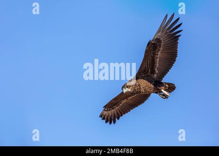 Bateleur Eagle juvenile im Flug isoliert im blauen Himmel im Kgalagadi transfrontier Park, Südafrika; Specie Terathopius ecaudatus Familie von Accipit Stockfoto