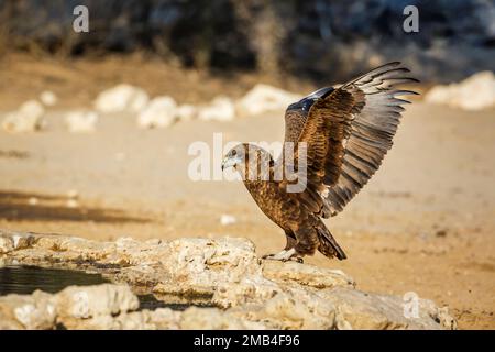 Bateleur Eagle juvenile Landung am Wasserloch im Kgalagadi transborder Park, Südafrika; Specie Terathopius ecaudatus Familie der Accipitridae Stockfoto