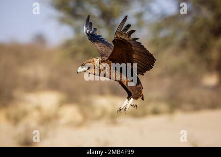 Bateleur Eagle juvenile Landung Flug im Kgalagadi transborder Park, Südafrika; Specie Terathopius ecaudatus Familie der Accipitridae Stockfoto