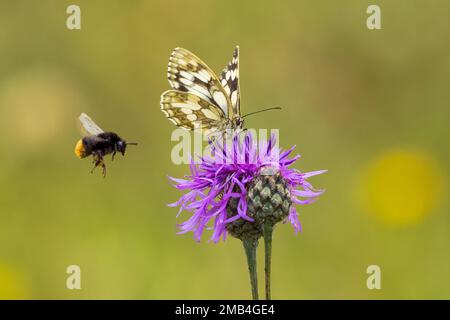 Schmetterling (Melanargia galathea) auf braunem Knapweed (Centaurea jacea), Rotschwanzhummel (Bombus lapidarius) nähert sich, Hessen, Deutschland Stockfoto