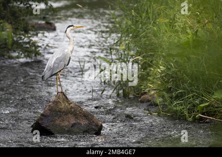 Graureiher (Ardea cinerea), auf Felsen in einem Flussbett stehend, Hessen, Deutschland Stockfoto