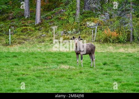 Skandinavische Moose mit Geweihen, die auf einer Wiese stehen und am Rande eines Waldes in Norwegen, Skandinavien, grandierten. Stockfoto