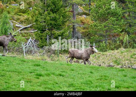 Skandinavische Moose mit Geweihen, die auf einer Wiese stehen und am Rande eines Waldes in Norwegen, Skandinavien, grandierten. Stockfoto