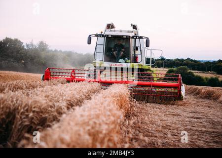 Claas 540 Lexion Mähdrescher geernteter Weizen Stockfoto