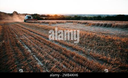 Claas Combine 540 Lexion Weizenernte Abendlicht Stockfoto