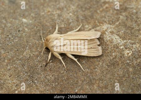 Detaillierte frontale Nahaufnahme der blassbraunen Wollmotte Mythimna pallens auf einem Stück Holz Stockfoto