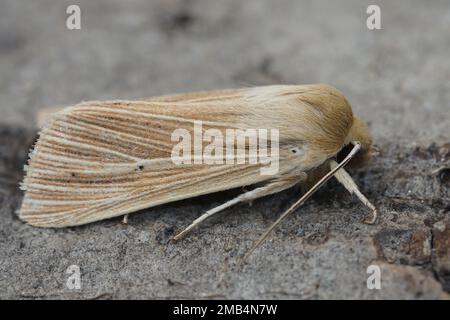 Detaillierte Nahaufnahme der blassbraunen gemeinen Wollmotte Mythimna pallt auf einem Holzstück im Garten Stockfoto