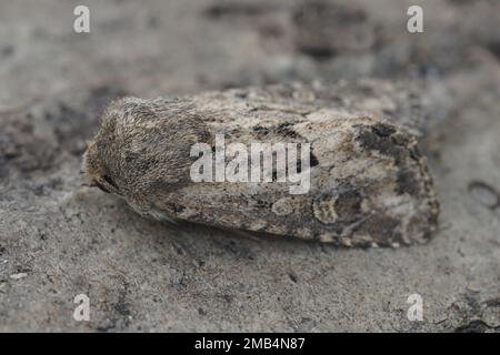 Detaillierte Nahaufnahme der stubenförmigen, rustikalen Eulenmotte Luperina testacea, die auf Holz sitzt Stockfoto