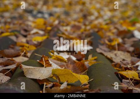 Nahaufnahme der Herbstblätter auf Dachziegeln mit Fokus auf Vordergrund Stockfoto
