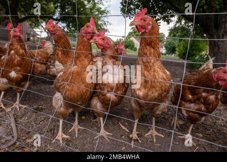 Hühner in Freilandhaltung in Eitting, Bayern Stockfoto
