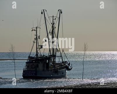 Krabbenschneider verlässt Spieka Neufeld, Bezirk Cuxhaven, Deutschland Stockfoto