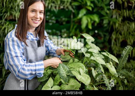 Weibliche Gärtnerin, die Blätter von Syngonium schneidet, verwenden eine Schere, die im vertikalen Grün des Gewächshauses arbeitet Stockfoto