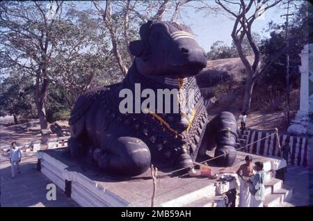 Hinduistischer Tempel, der Nandi gewidmet ist, mit einer riesigen, beliebten Skulptur eines aus Stein geschnitzten Stiers. Etwa 16 Meter hoch und 24 Meter lang ist dieser Nandi auf den Chamundi Hills der drittgrößte in Indien. Obwohl Nandi Shiva-Tempel schmückt, ist dies eine der wenigen eigenständigen Statuen. Stockfoto