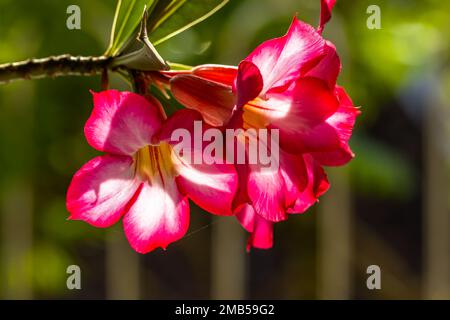 Eine rosafarbene adeniumblume (adenium obesum), die an einem sonnigen Morgen blüht, und der Hintergrund verschwommener grüner Blätter sorgt für ein frisches und kühles Gefühl. Stockfoto