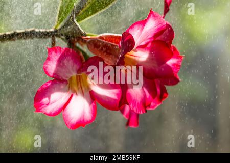 Eine rosafarbene adeniumblume (adenium obesum), die blüht, ist von Nieselregen durchnässt, dem Hintergrund von verschwommenen grünen Blättern, Nebel und weichem Regenwasser Stockfoto