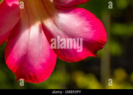 Eine rosafarbene adeniumblume (adenium obesum), die an einem sonnigen Morgen blüht, und der Hintergrund verschwommener grüner Blätter sorgt für ein frisches und kühles Gefühl. Stockfoto