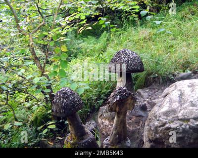 Hammered Coins auf geschnitzten Pilzen auf dem Money Tree auf dem Ingleton Waterfalls Trail, Yorkshire Dales National Park, England, Großbritannien. Stockfoto