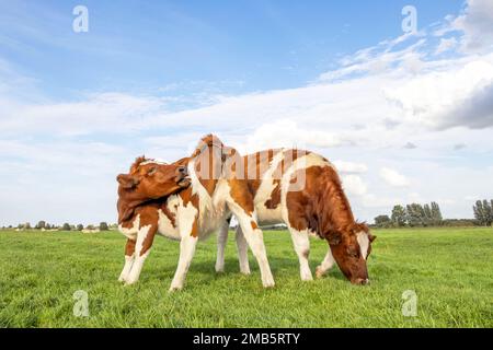 Zwei Kälber, Juckreiz, das zurückleckt, kleines Euter, weiden ruhig, stehen auf einer Weide unter einem blassblauen Himmel Stockfoto