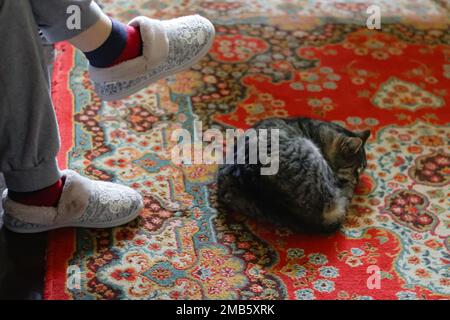 Eine gestreifte Katze, die auf rotem Teppich schläft, in der Nähe von Frauenbeinen in warmen Hausschuhen. Süße Katze, die an einem Wintertag in den Händen der Besitzer schläft. Unscharf. Stockfoto