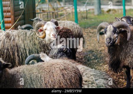 RAM schwarz und weiß im Zoo. Nahaufnahme des Kopfes und der Hörner eines wilden, großen, gehörnten Schafes. Viele Zylinder. Unscharf. Stockfoto