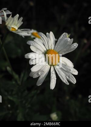 Nahaufnahme der Blume Leucanthemum x Superbum (Shasta Daisy) im Garten mit Regentropfen darauf, die hell vor einem dunklen Hintergrund leuchten Stockfoto