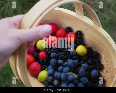 Halten Sie einen Holzkorb mit bunt gefärbten Herbstfrüchten wie Schlehen, Brombeeren und Kirschpflaumen in der britischen Landschaft Stockfoto