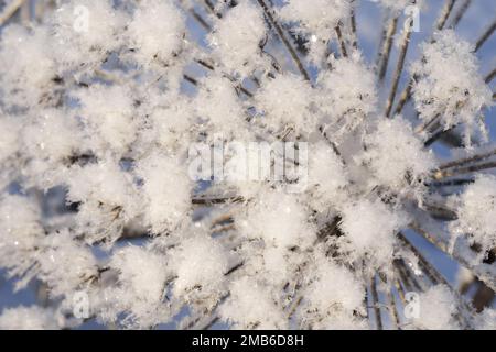 Winterlandschaft. Winterszene. Gefrorene Blume. Selektiver Fokus Stockfoto