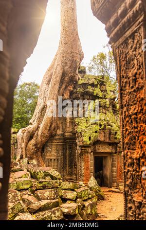 Wurzeln eines riesigen Baumes, der über den antiken Ruinen des Ta-Prohm-Tempels in Angkor Wat, Siem Reap, Kambodscha wächst Stockfoto