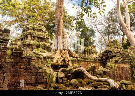 Wurzeln eines riesigen Baumes, der über den antiken Ruinen des Ta-Prohm-Tempels in Angkor Wat, Siem Reap, Kambodscha wächst Stockfoto