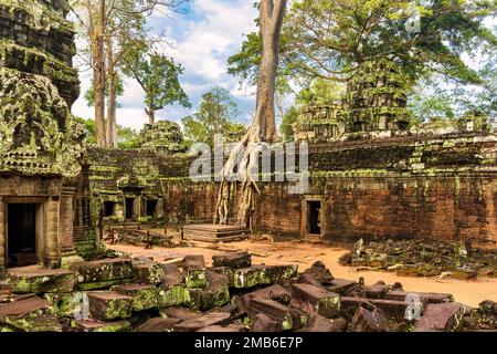 Wurzeln eines riesigen Baumes, der über den antiken Ruinen des Ta-Prohm-Tempels in Angkor Wat, Siem Reap, Kambodscha wächst Stockfoto